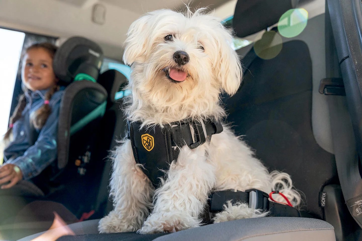 La DGT pregunta, ¿sabes dónde y cómo llevar a tu mascota en coche?