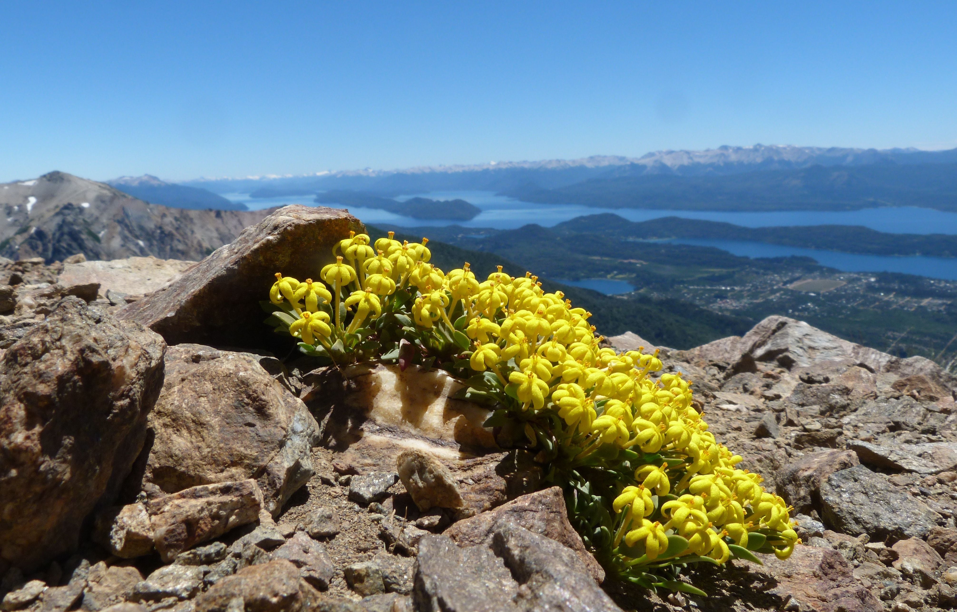 Entre las especies de plantas que la botánica registró está la "tortilla de huevos" u oreópolo. Habita en sitios abiertos y fríos con suelos pedregosos-arenosos, en alta montaña de cerros áridos y en la Estepa Patagónica./ Marcela Ferreyra