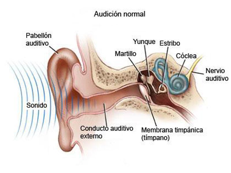 Cómo es la audición normal que percibimos