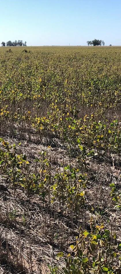 La soja y los granos verdes tras la sequía: claves para el manejo en  poscosecha - Infocampo