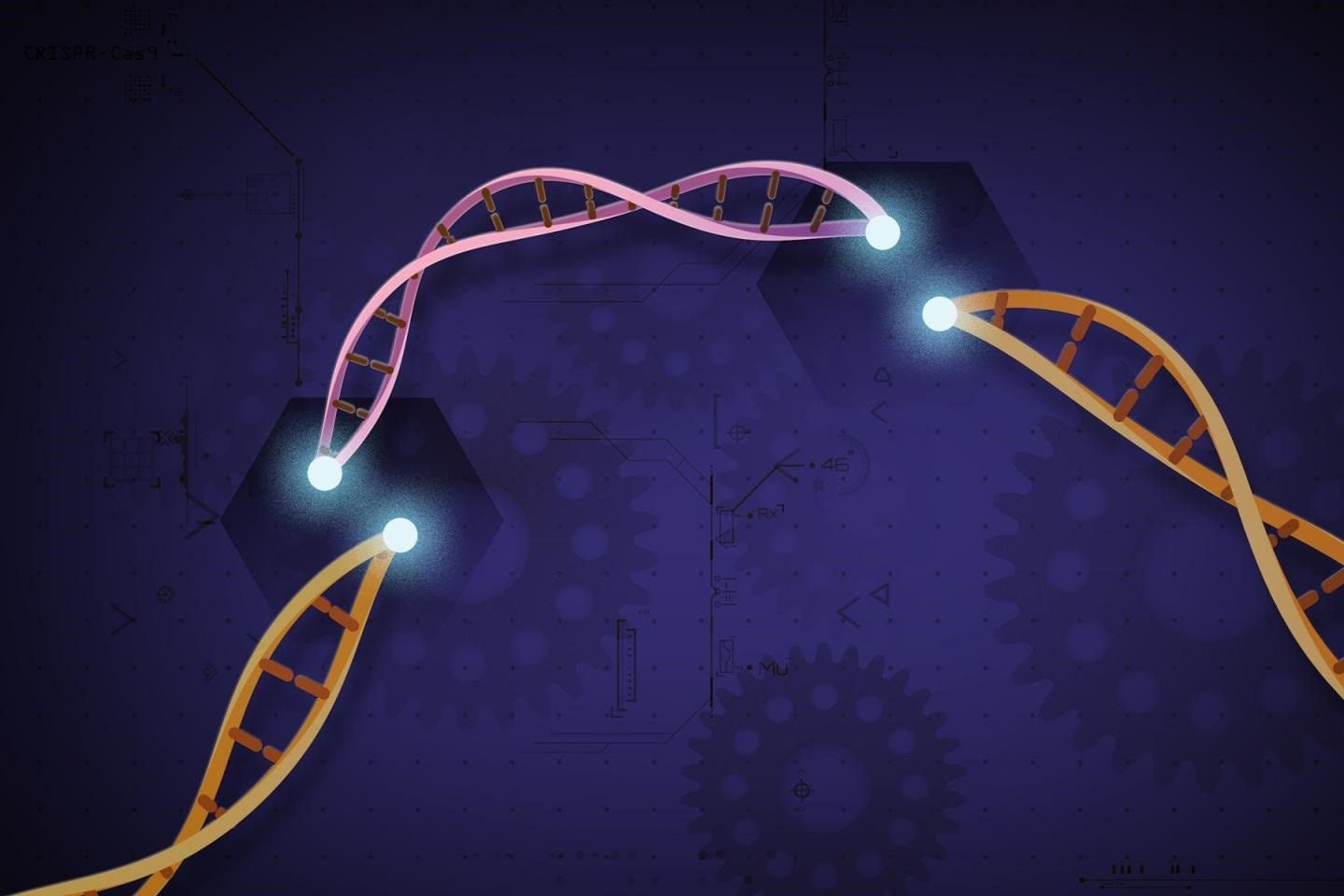 CRISPR-Cas9: Emmanuelle Charpentier y Jennifer Doudna fueron premiadas “por el desarrollo de un método para la edición del genoma”