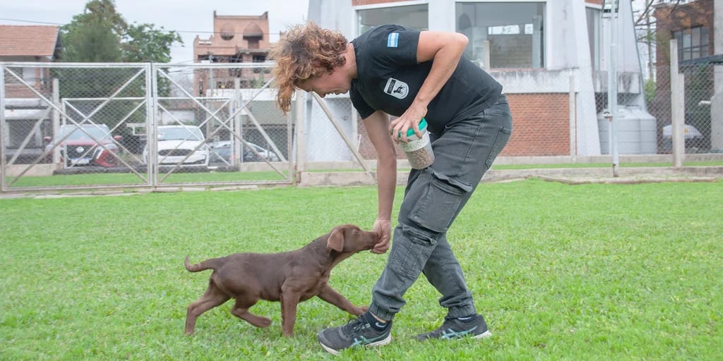 Así entrena la Aduana a sus 10 nuevos cachorros que buscarán dólares y drogas en las fronteras