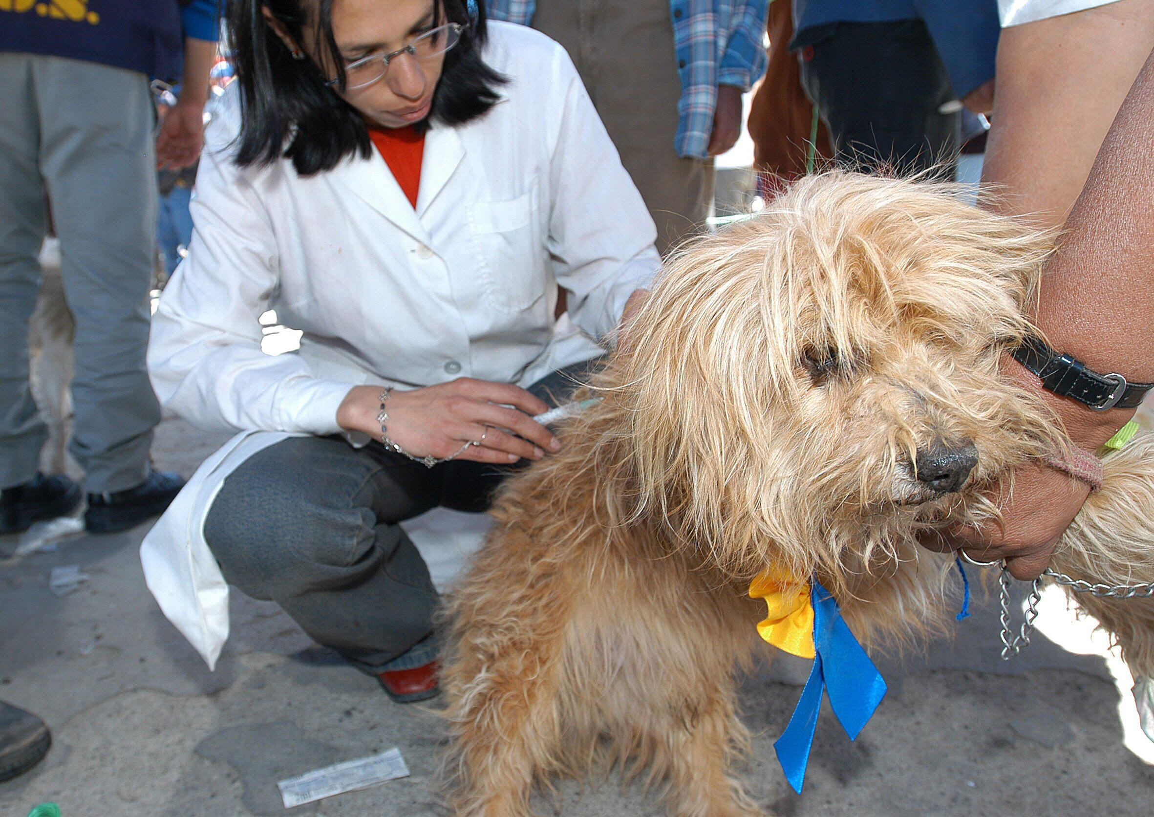 La cobertura de la vacuna contra la rabia debería alcanzar a más del 70% de la población de perros anualmente. Pero esa meta se torna más difícil si hay perros sueltos que no reciben los cuidados que corresponden/ EFE/Martín Alipaz /ARCHIVO 