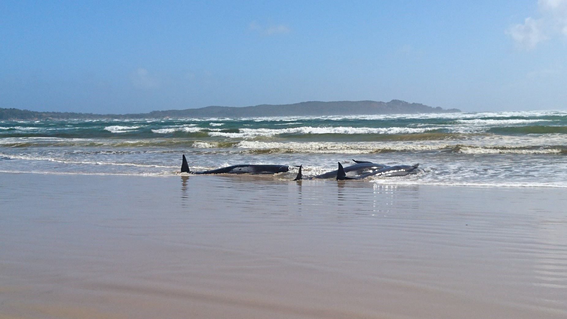 En septiembre de 2022, murieron la mayoría de las 230 ballenas pilotos que se quedaron varadas en una remota isla de la región australiana de Tasmania. (Europa Press)
