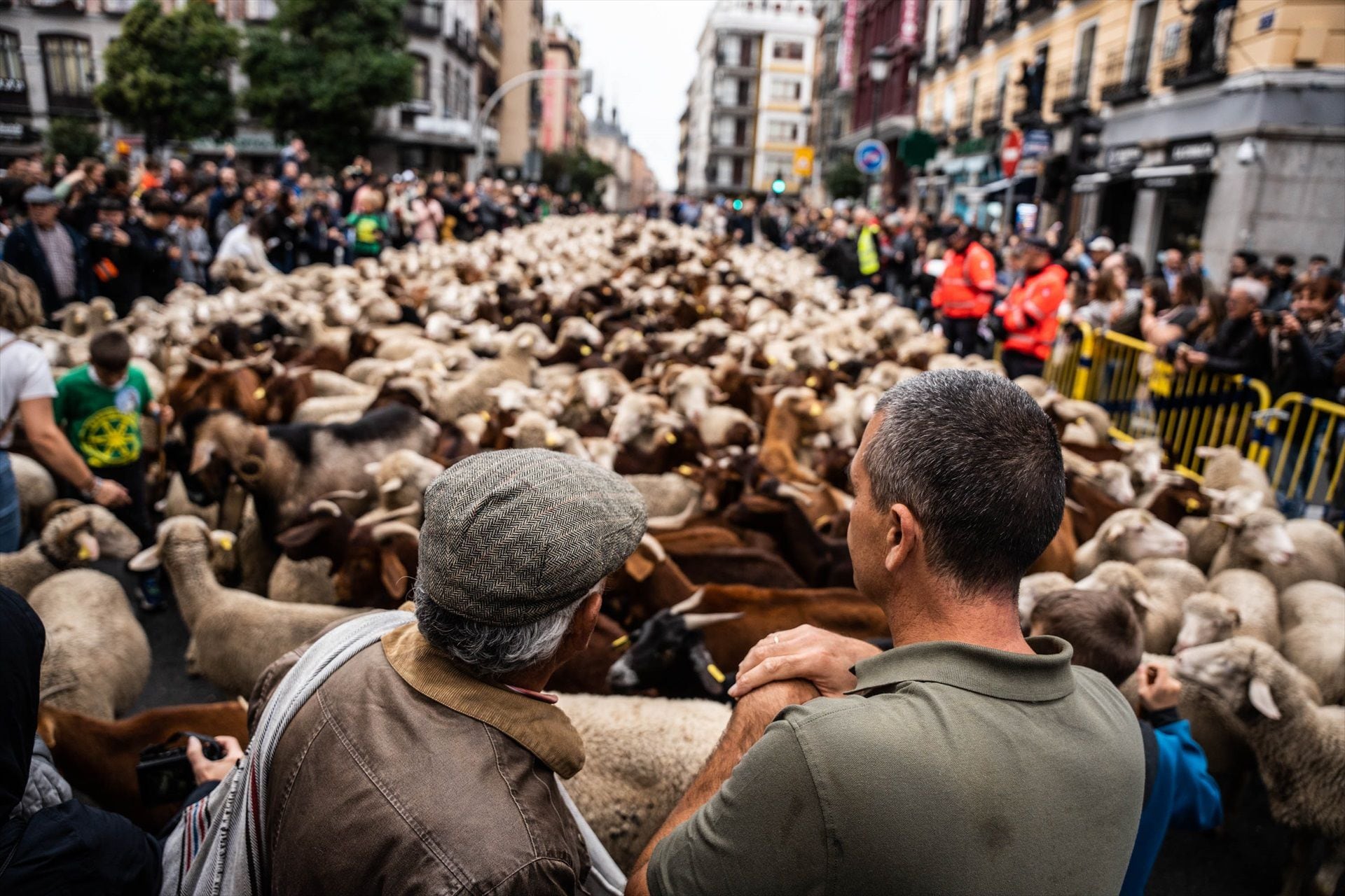 Llegada del rebaño a Madrid durante la Fiesta de la Trashumancia. (Matias Chiofalo / Europa Press)