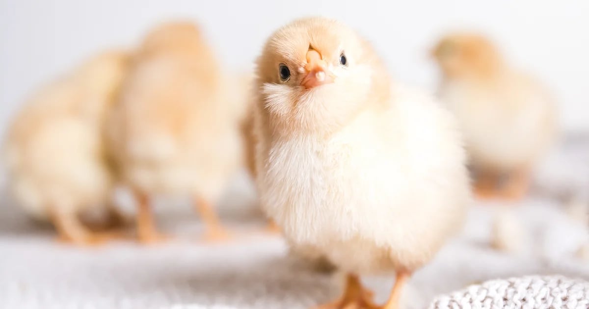 Are chickens resistant to avian influenza?Dolly the Sheep Labs announces a new genetic modification