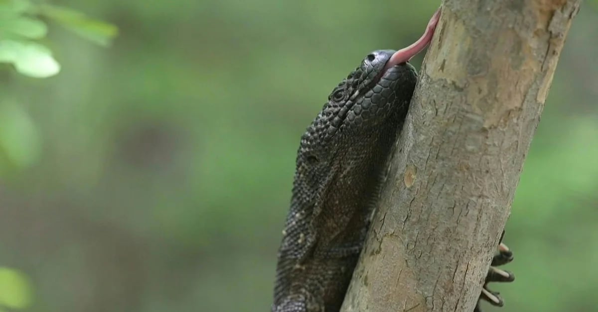 Von Geckos bis Komodowaran: Eidechsen sind die beeindruckendsten Arten