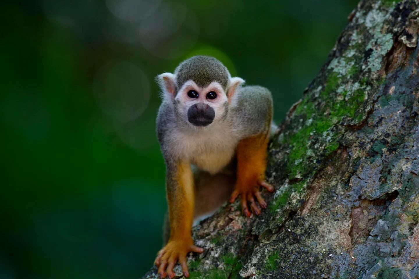 Mono Verde, Este animalito me llamó mucho la atención pues …