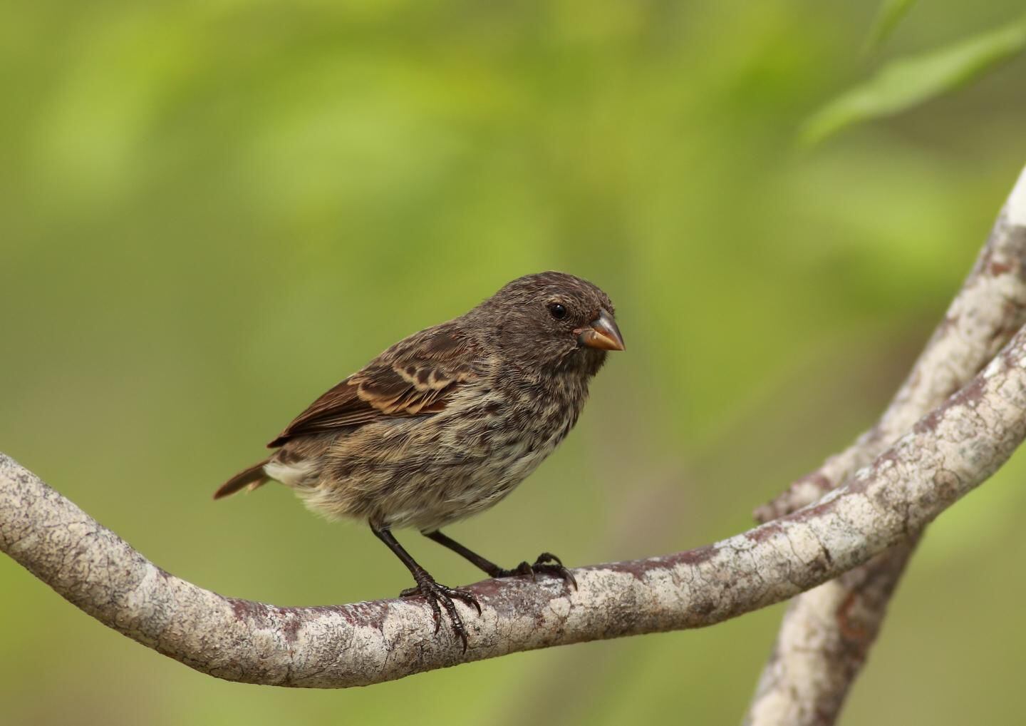 The infection could alter the numbers of finch species living in the Galapagos Islands. Naturalist Charles Darwin made them famous through his descriptions/Ruben Heleno