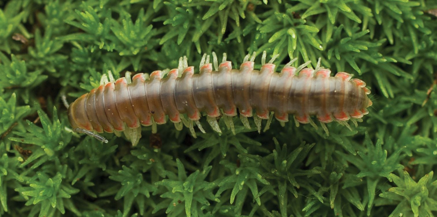 Nannaria scutellaria, una de las especies de milpiés descubiertas (Foto Dr. Derek Hennen)