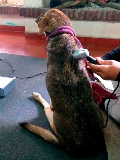 Los perros que están en tratamiento médico reciben también homeopatía, acupuntura y, como en este caso, ultrasonido.