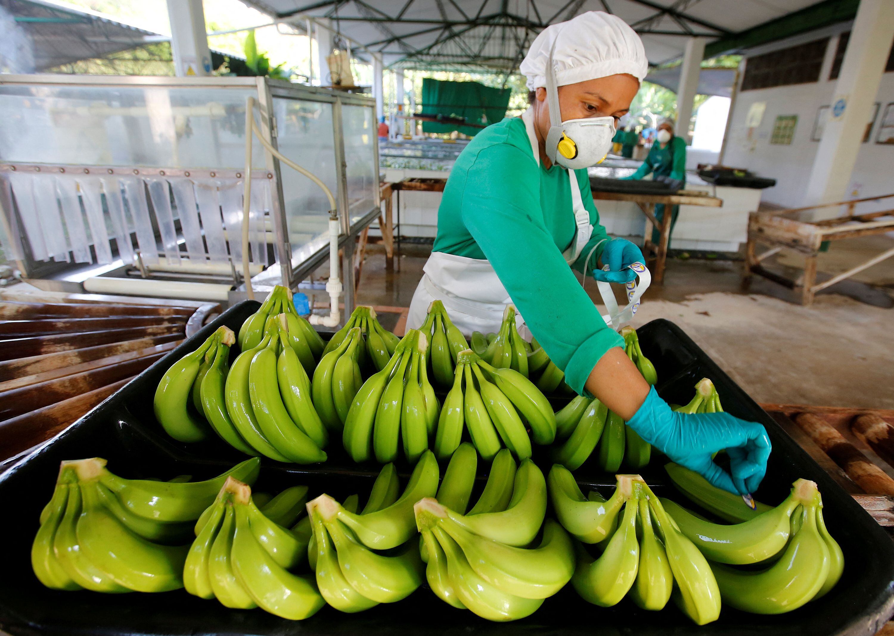 El incremento en la competitividad internacional ha ocasionado que el banano tenga un precio bajo en el extranjero - REUTERS