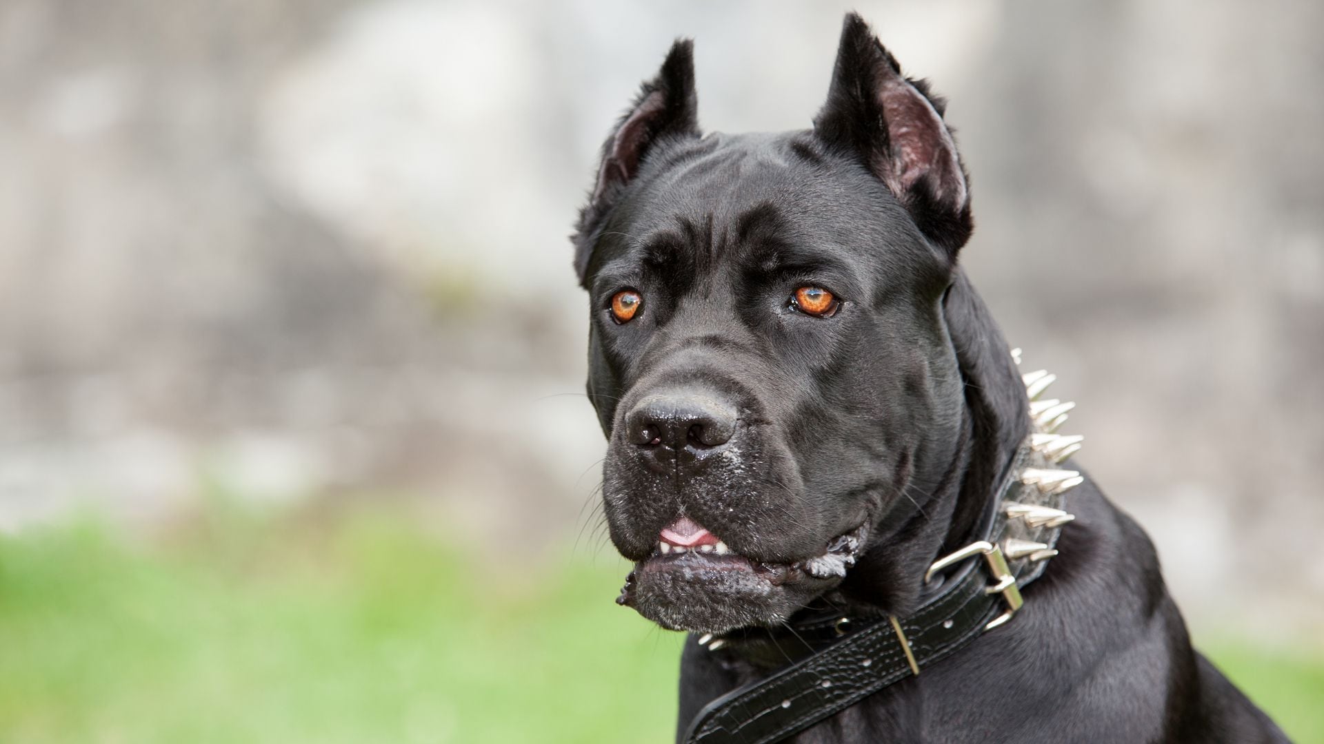 es ilegal cortar las orejas de un perro