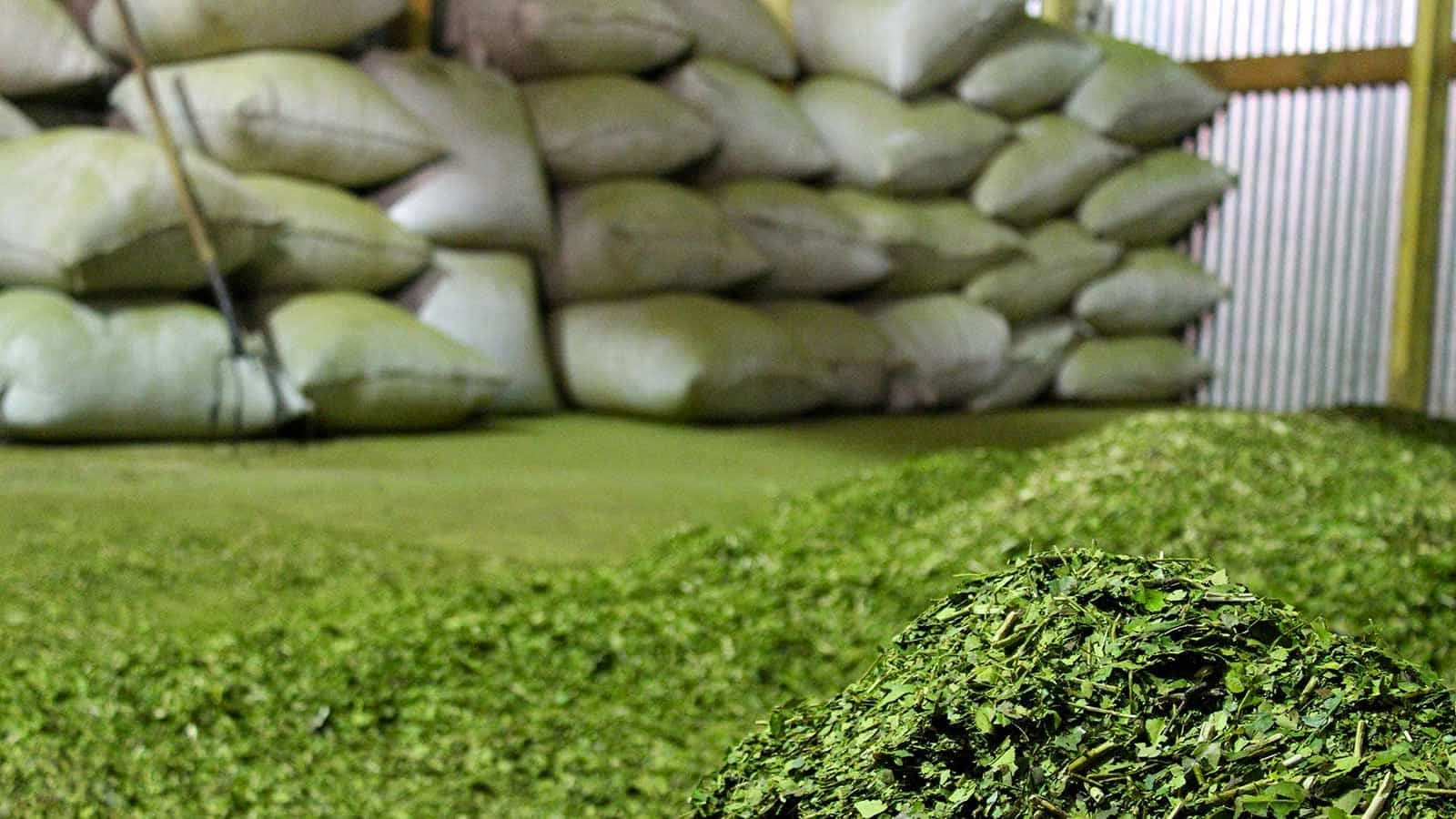 Científicos argentinos descifraron los genes de la yerba mate - Infobae