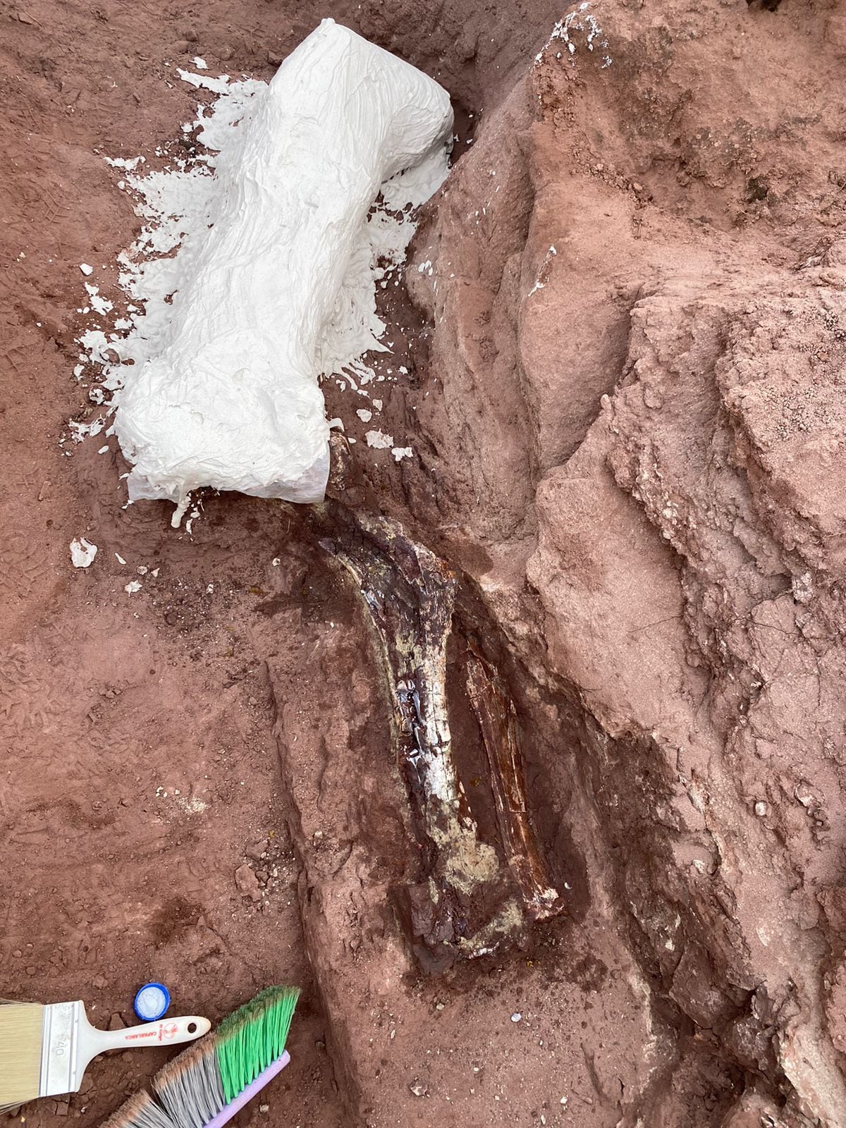 fósiles de dinosaurio hallados en Neuquén