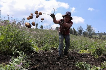 File photo.  A farmer works in the collection of potatoes in a crop located near the municipality of Jenesano, in the department of Boyacá, Colombia, March 27, 2020. REUTERS / Nathalia Angarita.  NO SALES NO FILES.