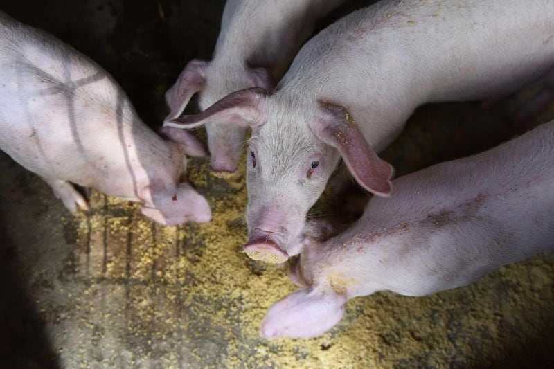 Alerta epidemiológica en Argentina por brote de triquinosis: 15 personas con síntomas
REUTERS/Stringer