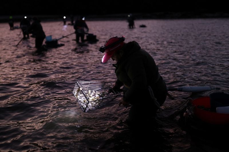 Una mariscadora busca berberechos valiéndose de un rastrillo en la ría de Noia, Galicia, España, ( REUTERS/Nacho Doce)