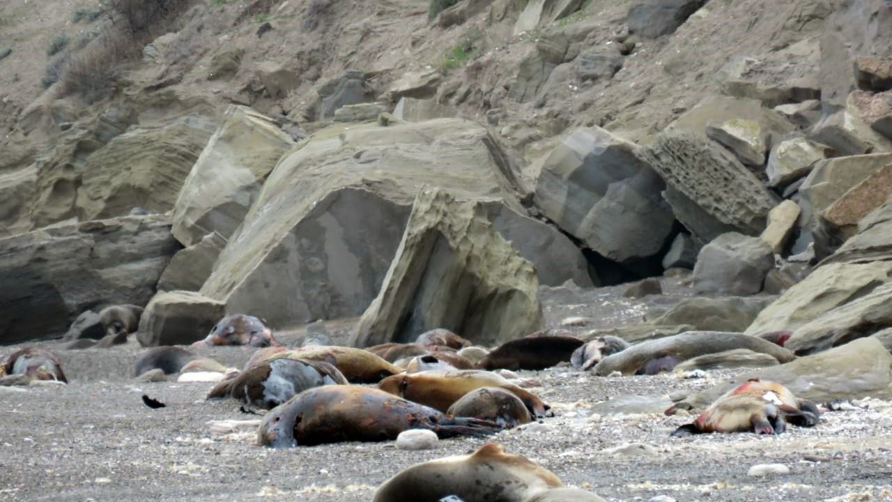 Lobos marinos - Rio Negro