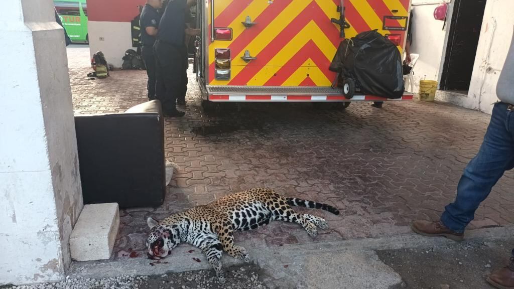 Un Jaguar Fue Atropellado En Una Carretera De Playa Del Carmen Infobae