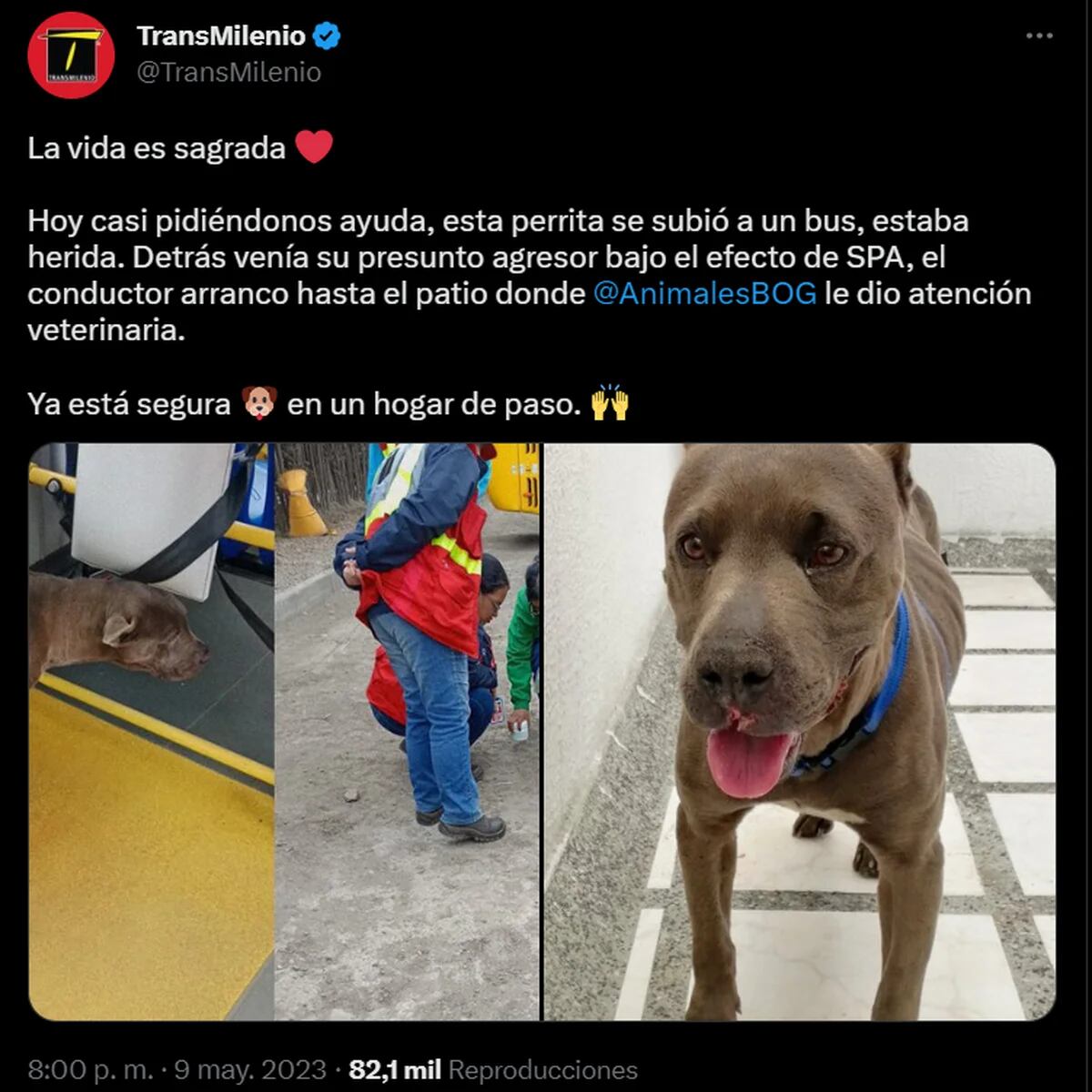 26 perros de vigilancia en TransMilenio fueron valorados por Distrito