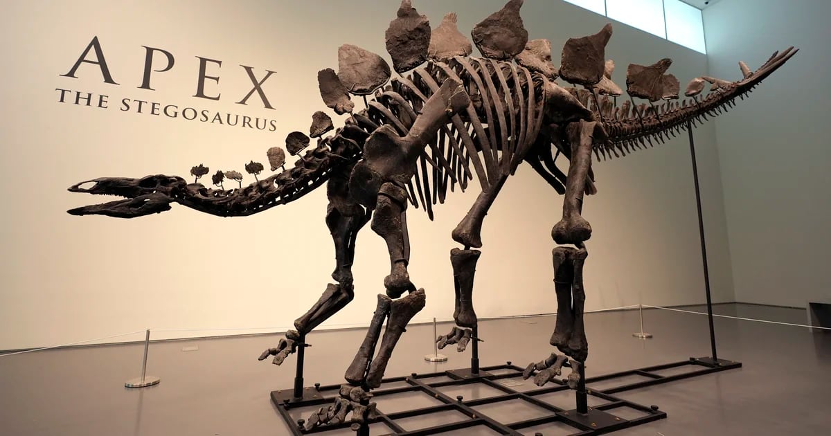 Teuerstes Dinosaurierfossil der Geschichte: Stegosaurus-Skelett zum Rekordpreis versteigert