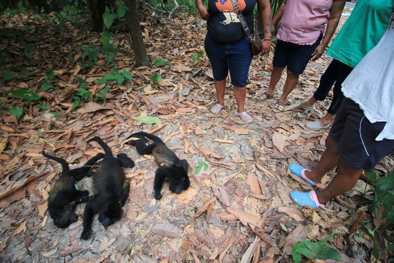 Mueren monos saraguato (Alouatta palliata) en medio de sequía y altas temperaturas, en Buena Vista, Comalcalco, México. 18 de mayo de 2024. REUTERS/Luis Manuel López