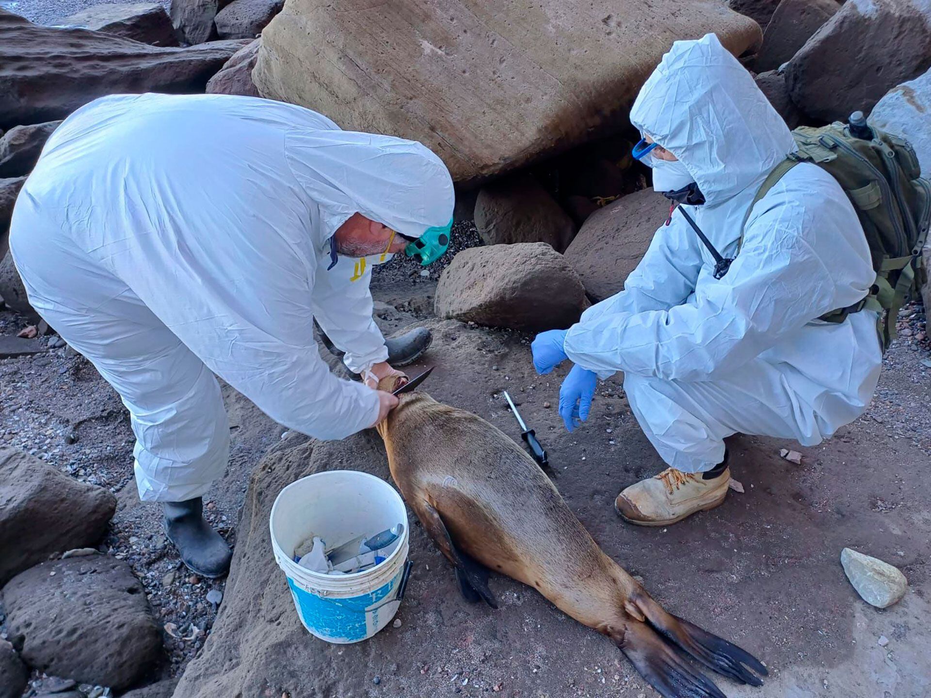 La cepa que afectó a los lobos marinos pertenece a un grupo llamado clado 2.3.4.4b, que se diseminó desde finales de 2020 y a lo largo del 2021 por Asia, África, Europa y Oriente Medio. Llegó a Sudamérica el año pasado (Senasa)
