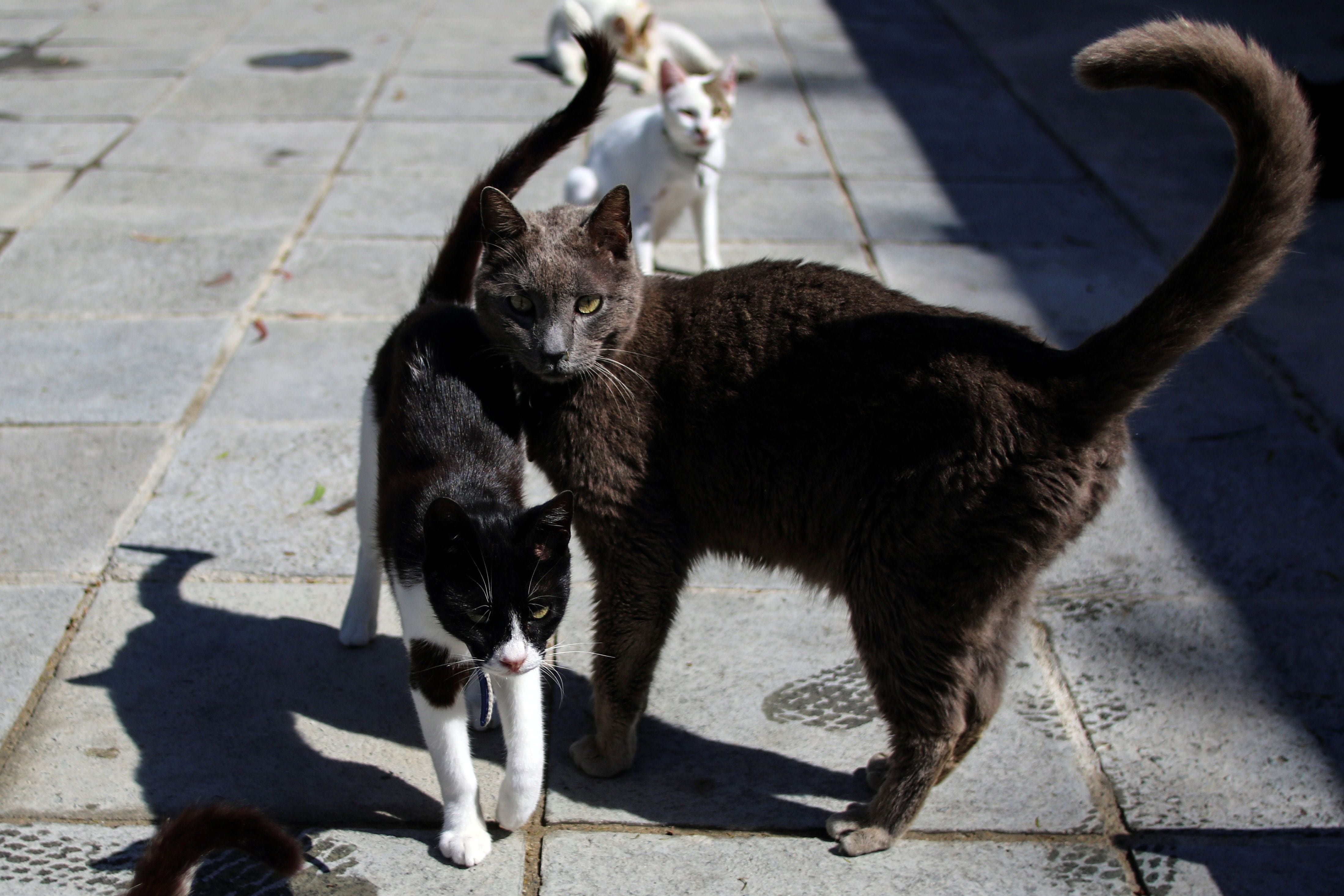 Instinto maternal: cómo es la estrecha relación entre madre e hijo en los  gatos - Infobae