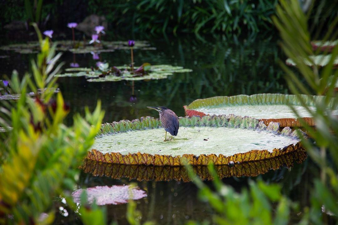 Fairchild Tropical Botanic Garden, un centro de educación ambiental en Miami - Infobae