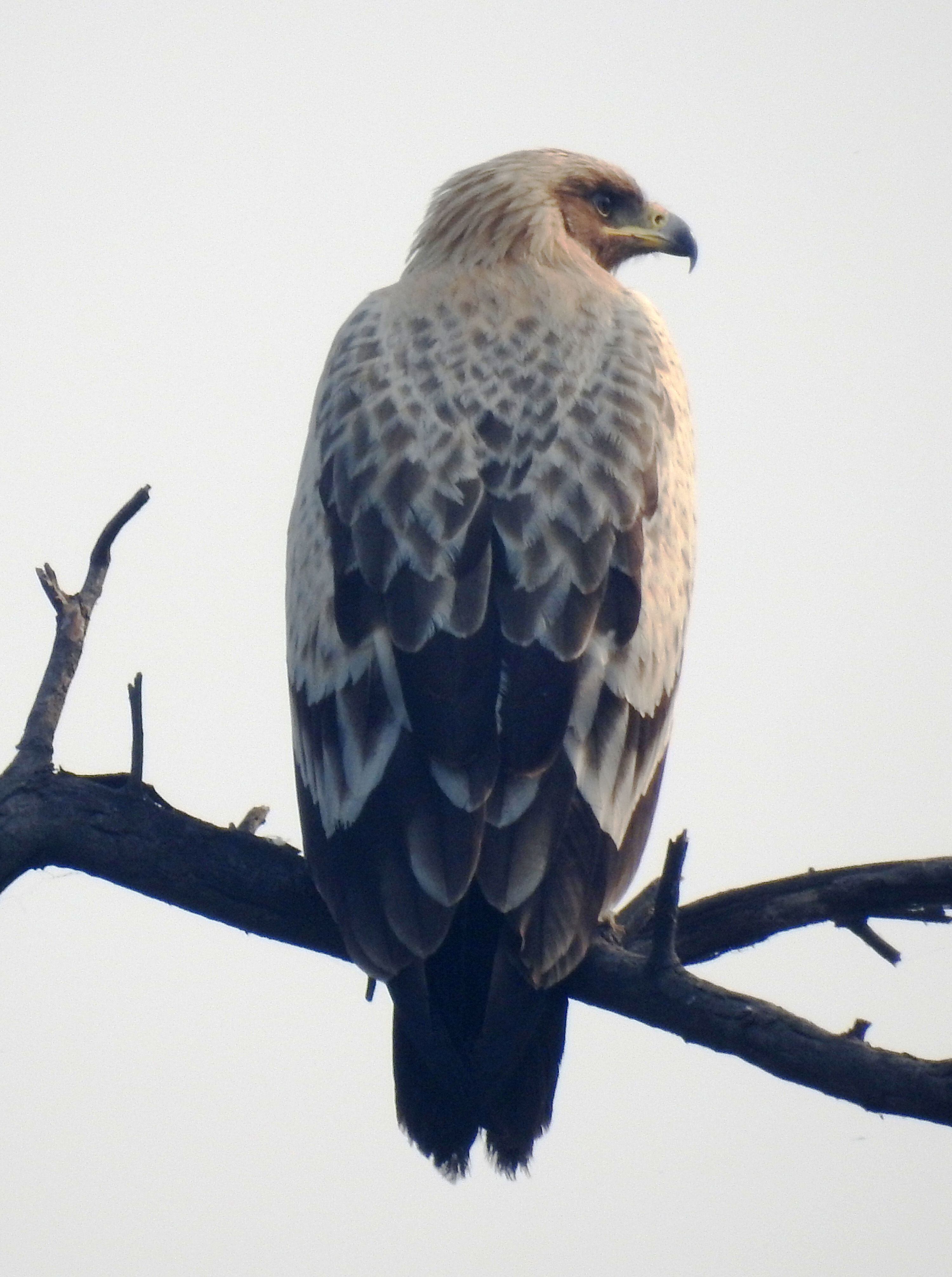 Las águilas moteadas evitaron puntos habituales en Ucrania y viajaron mayores distancias. (Wikimedia/Raju Kasambe)

Águilas, Ucrania, patrón de vuelo, vuelo, aves, invasión rusa, Rusia, migración, mascotas, animales
J.M.Garg