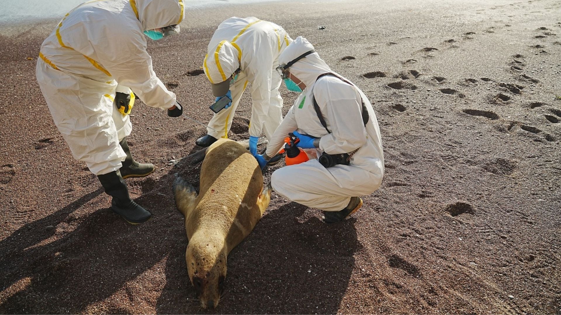 Lobos marinos muertos en puerto Etén.