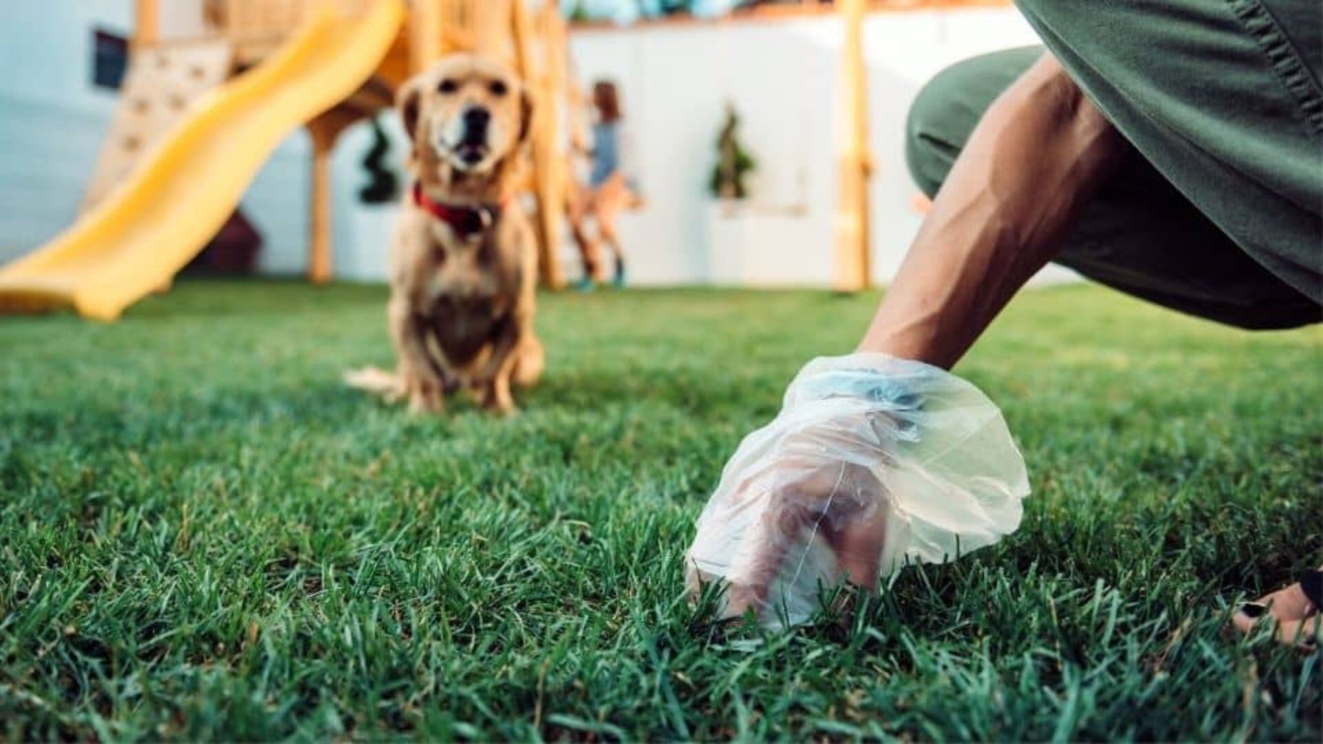 tocar caca de perro puede enfermarte