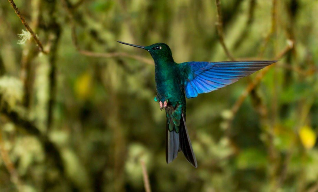 En El Cairo podrá disfrutar de la observación de fauna y flora - crédito Rutas del Paisaje Cultural