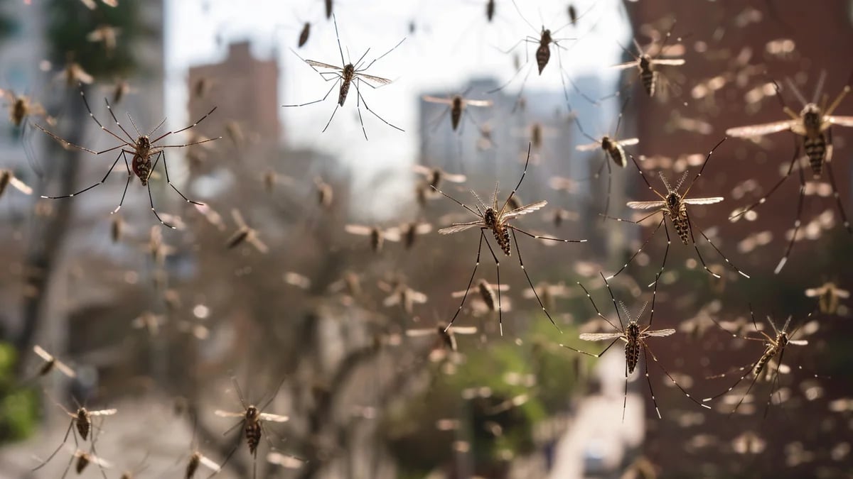 Cuánto dura el repelente y otras 5 respuestas esenciales para protegerse  contra los mosquitos - Infobae
