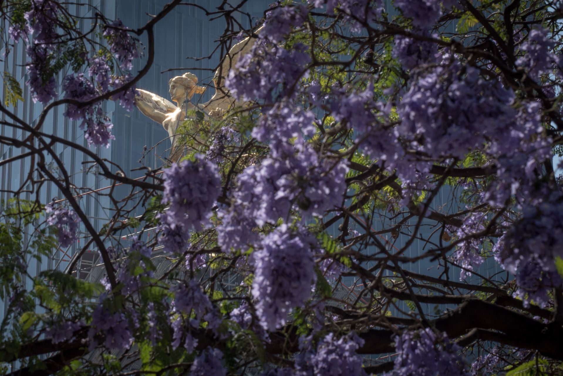 Jacarandas - CDMX