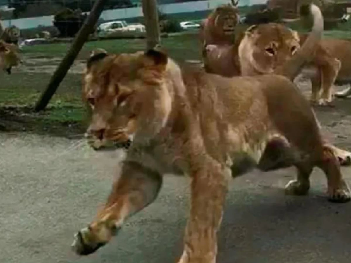El aterrador ataque de una manada de leones a un auto con dos niños -  Infobae