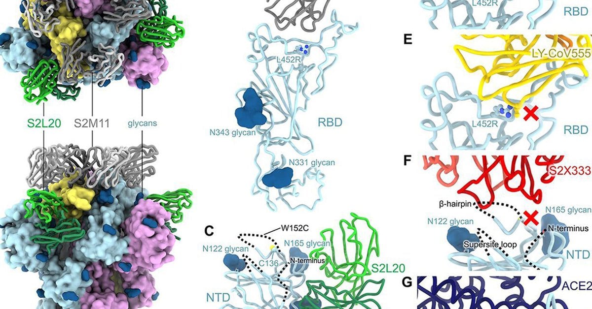 Ciò che si sa finora della variante epsilon che è già penetrata in 44 paesi del mondo ed è resistente all’efficacia dei vaccini a RNA messaggero