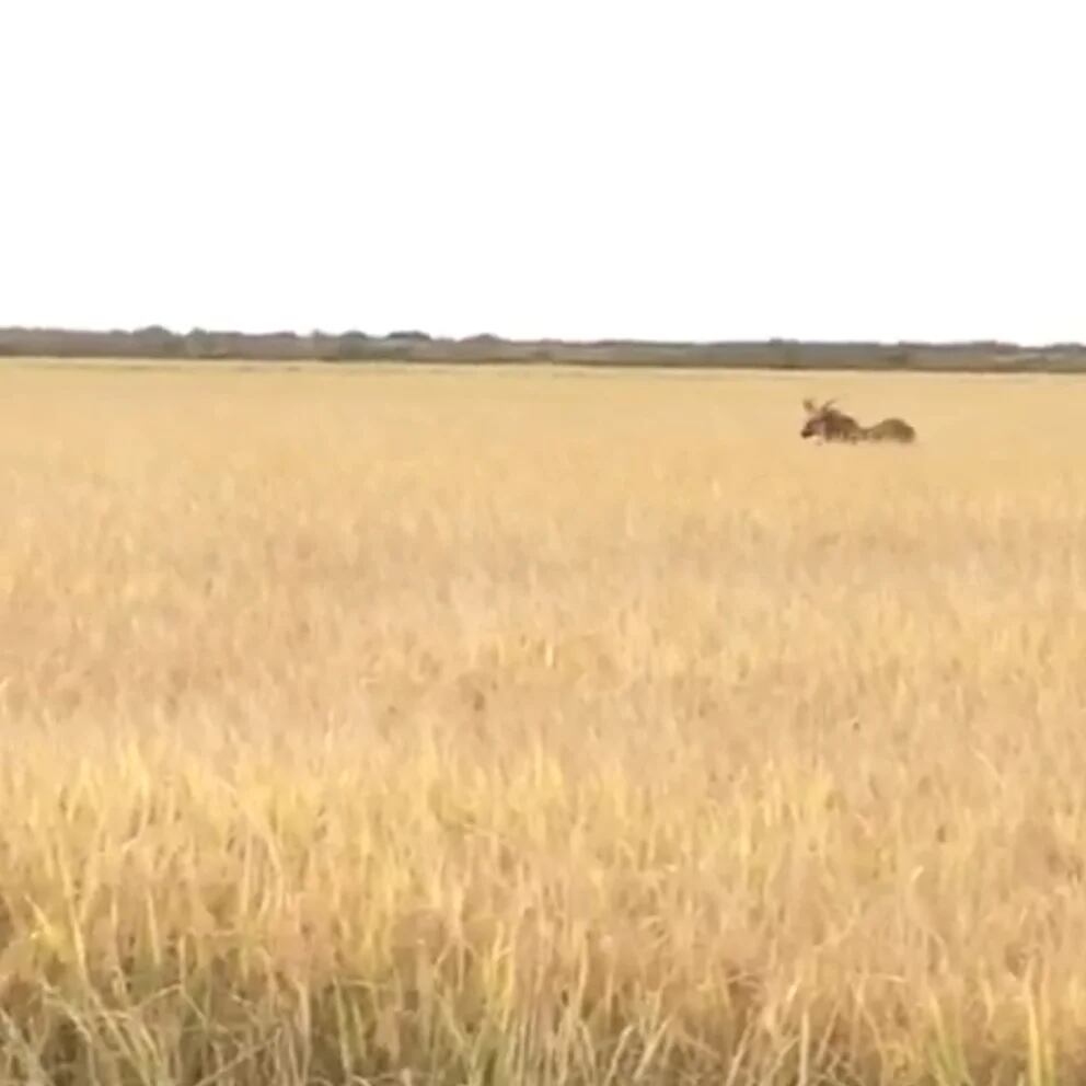 O animal do novo vídeo do cazum: a espécie é um argentinossauro