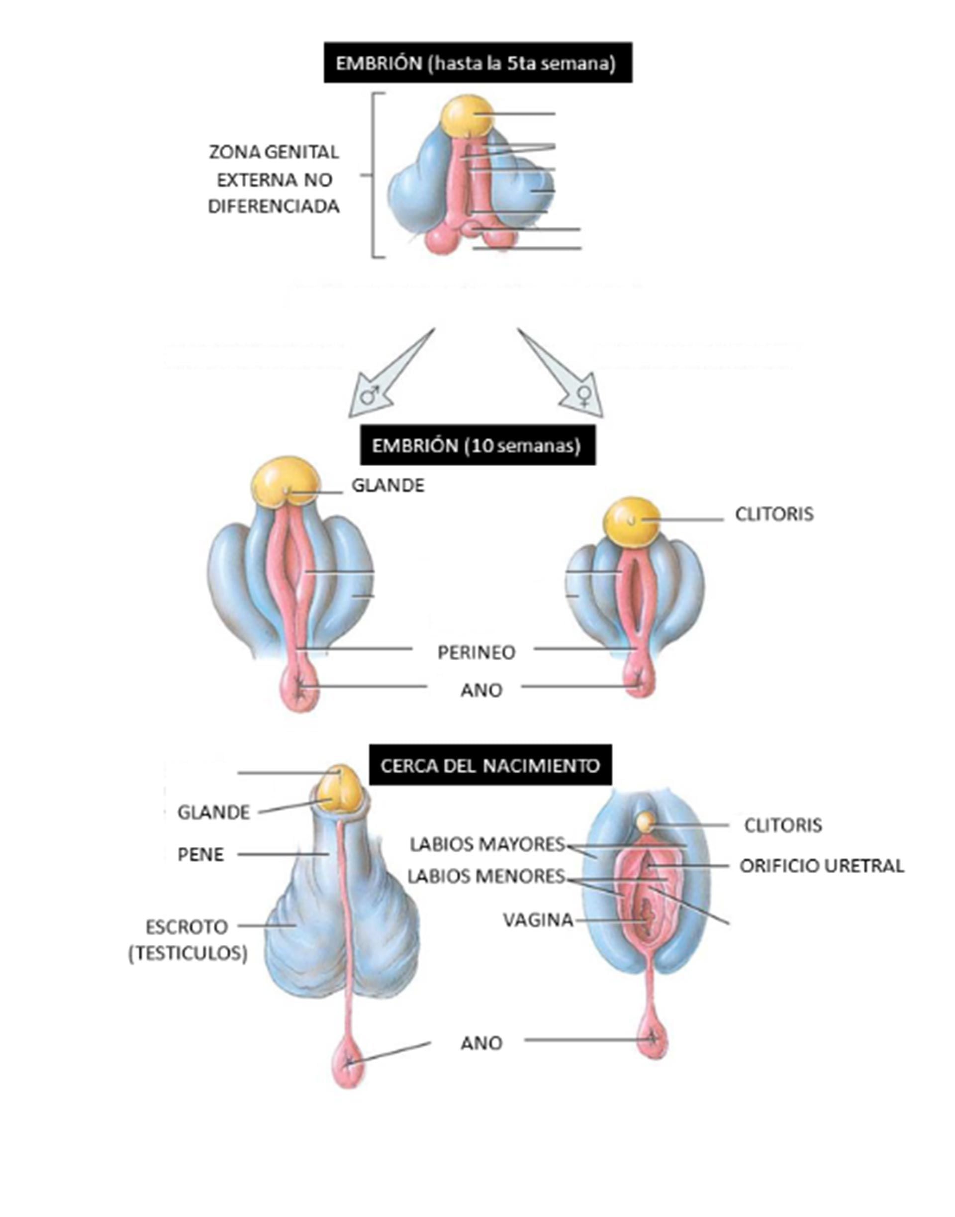 Pene y vulva: por qué los expertos afirman que existen más similitudes de  lo que se suele pensar - Infobae