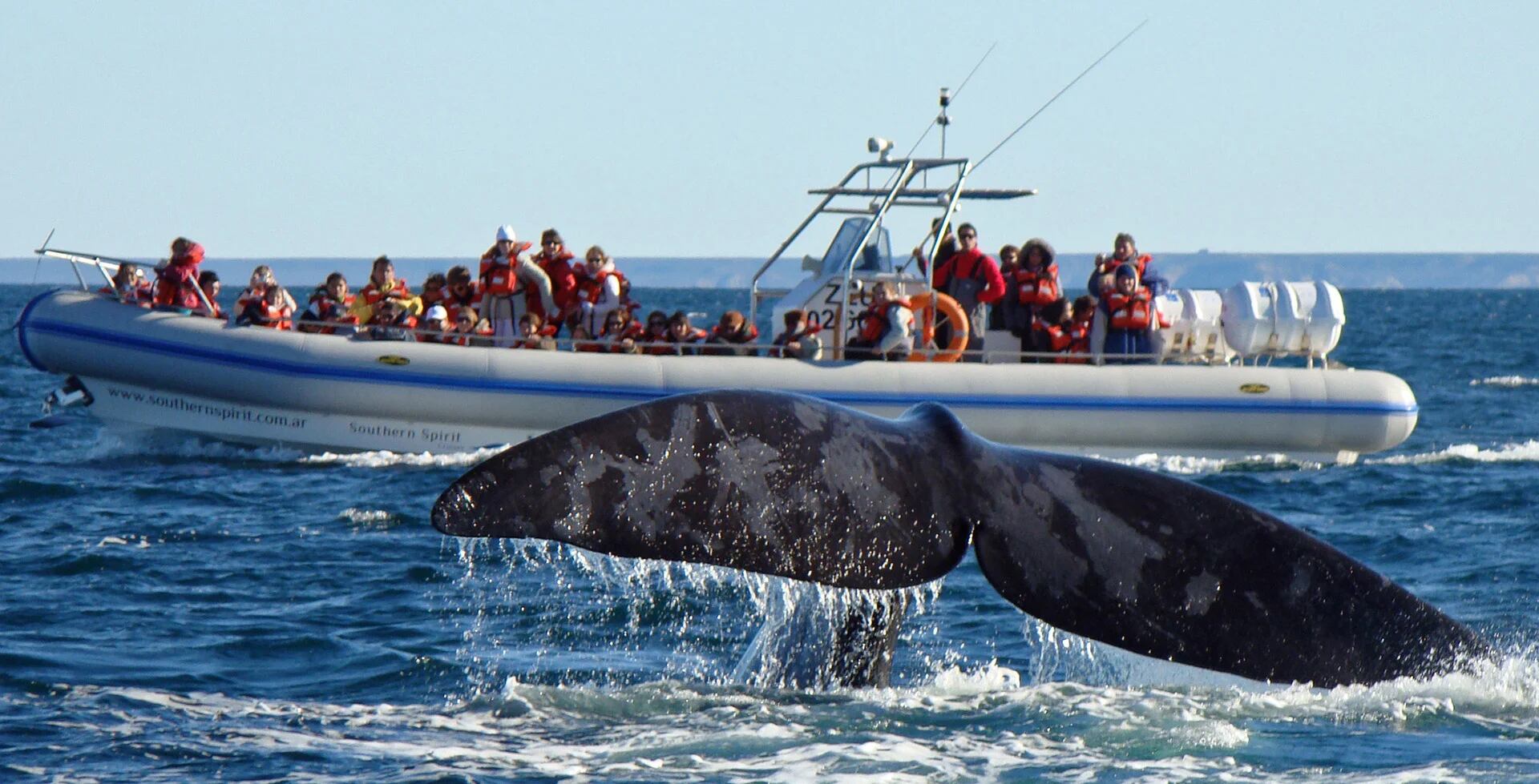 Las ballenas llegan a la región de Península Valdés hacia fines de mayo y se quedan hasta diciembre