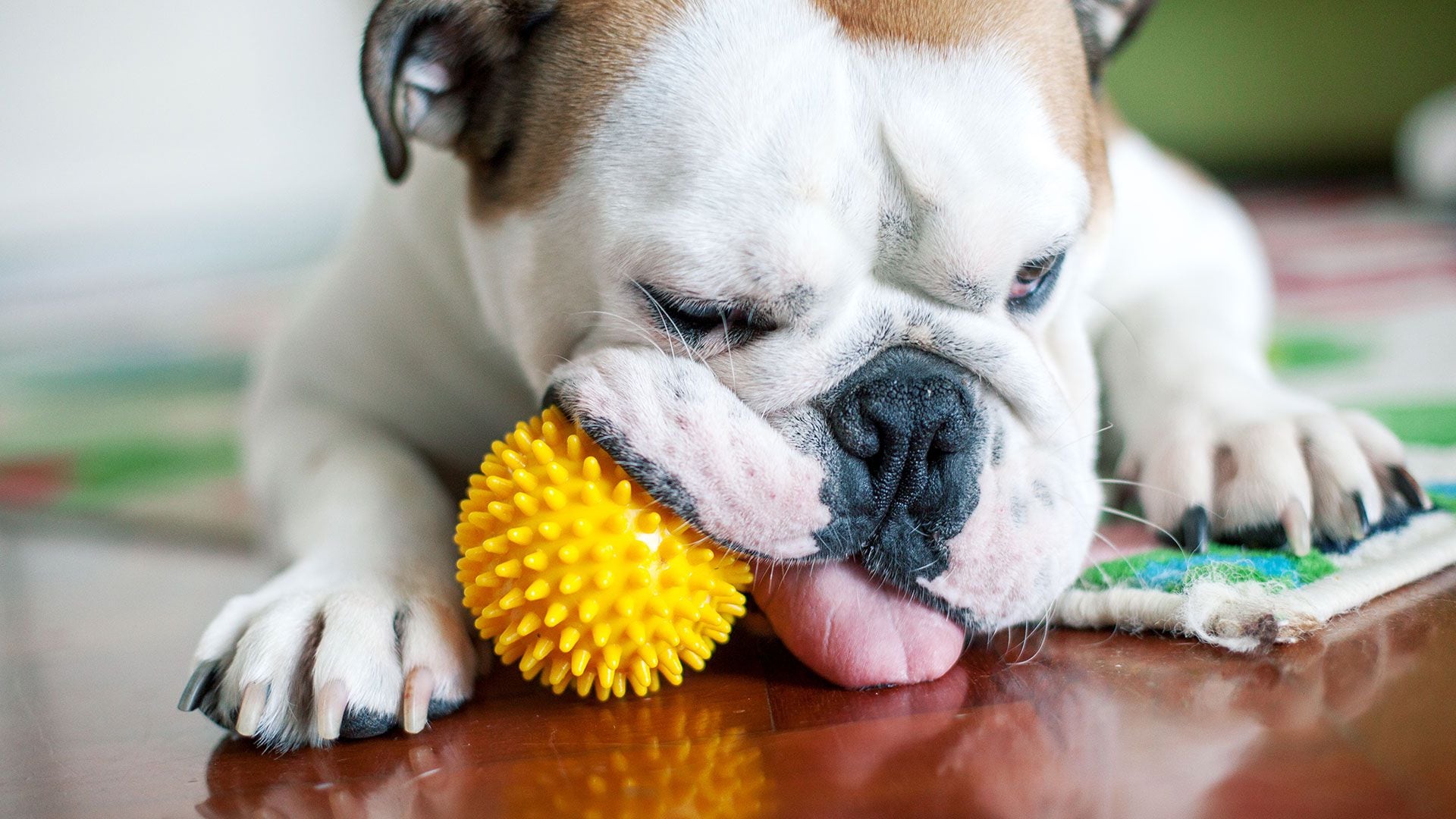 Los perros de la tercera edad disfrutan mordisqueando sus juguetes