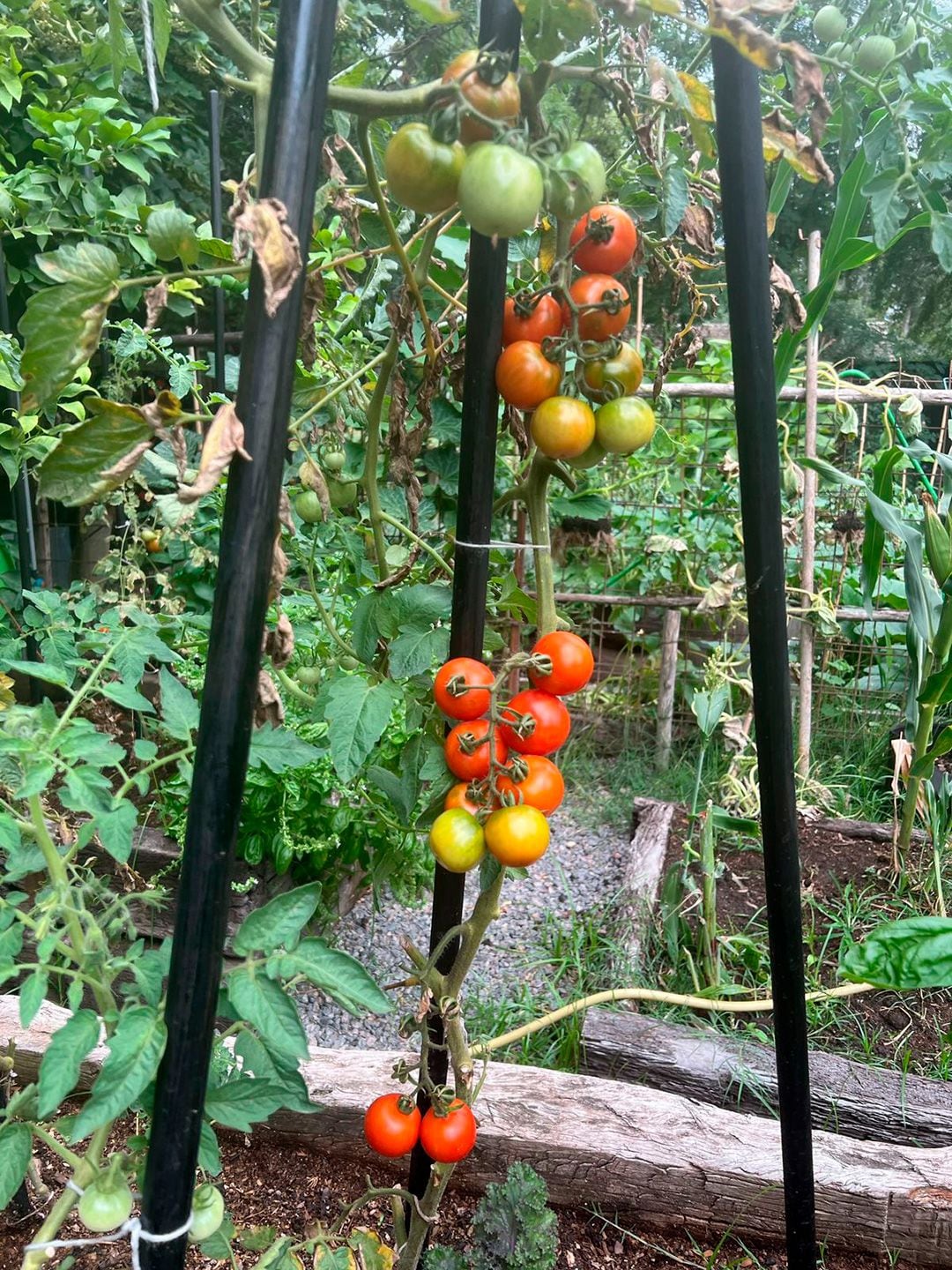 Los primeros tomates los ahogó y ahora cultiva muchas variedades 