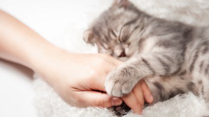 Se estima que hay alrededor de 600 millones de gatos pequeños en el mundo (Shutterstock)