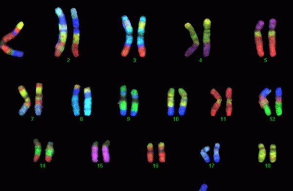 El grupo de Johns Hopkins comparó la nueva secuencia del cromosoma Y con los datos genéticos de miles de personas de todo el mundo (  162)