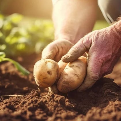 Por qué picar vegetales puede convertirse en una terapia contra el estrés -  Infobae