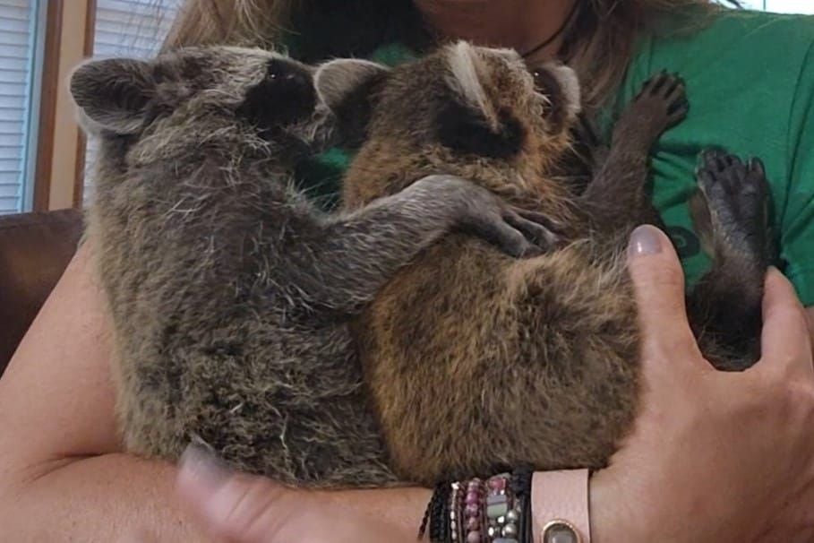 Paul, el mapache que no puede caminar y se robó el corazón de miles de internautas (Facebook Little Bit Wildlife Rescue)