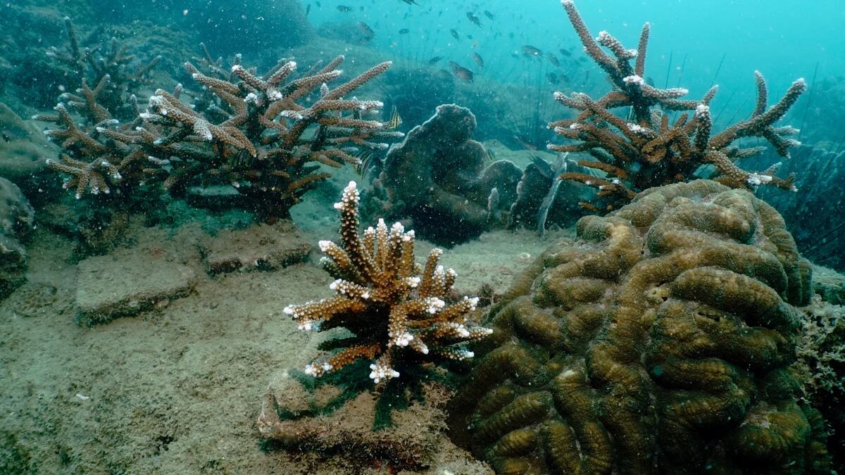 La mayor crisis mundial de corales ocurrirá dentro de pocas semanas, advirtieron científicos