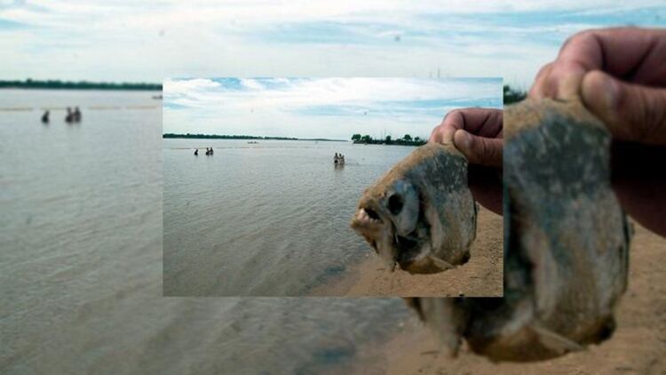 Los ataques de palometas se repiten todos los años junto con el aumento de las temperaturas