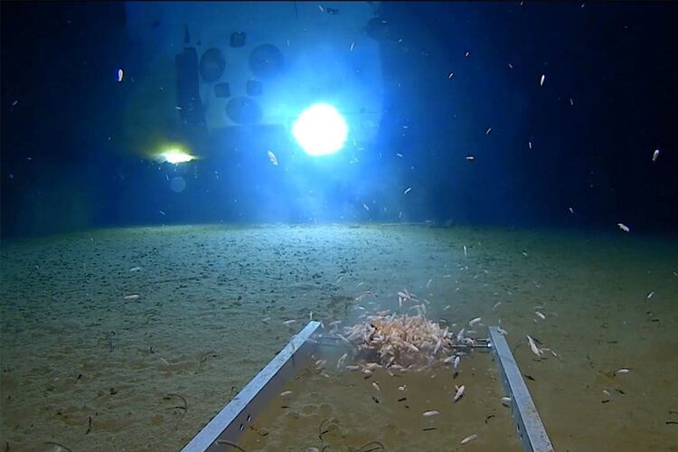 Criaturas marinas nadan alrededor de un módulo de aterrizaje sumergible, iluminado por la luz del submarino DSV Limiting Factor, en el fondo de la Fosa de las Marianas del Océano Pacífico. Imagen fija del video publicado por Discovery Channel (Foto: Discovery Channel/Reuters).